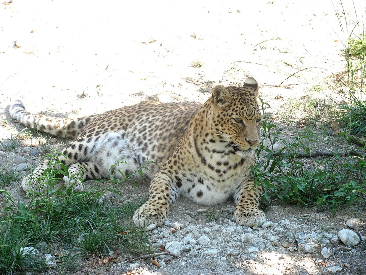 Târgu Mureș Zoo