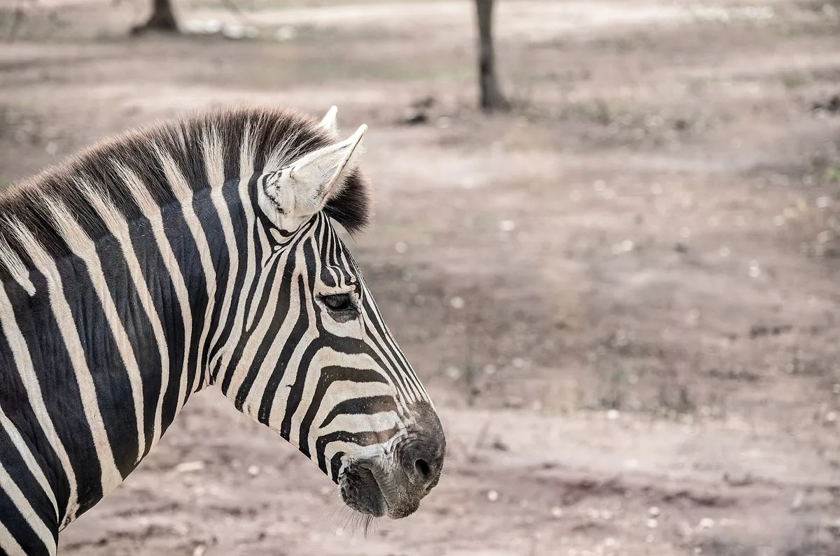 Ridiyagama Safari Park