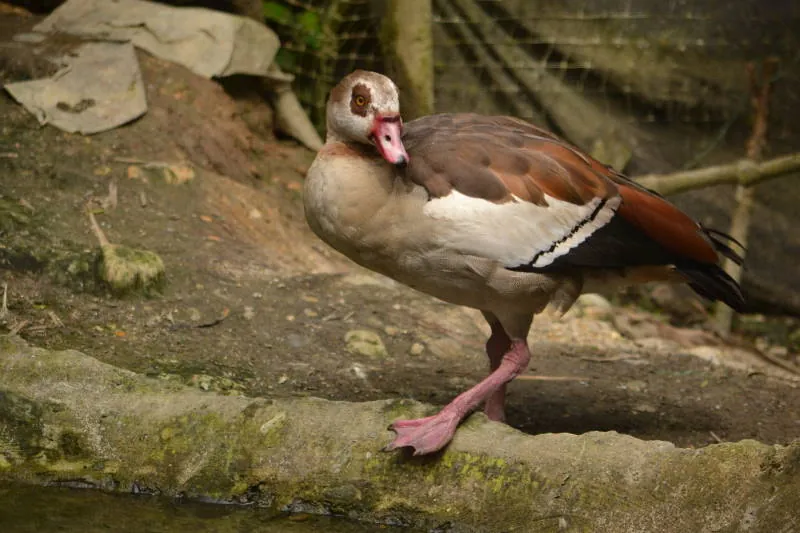 Parque Real De Aves Exoticas