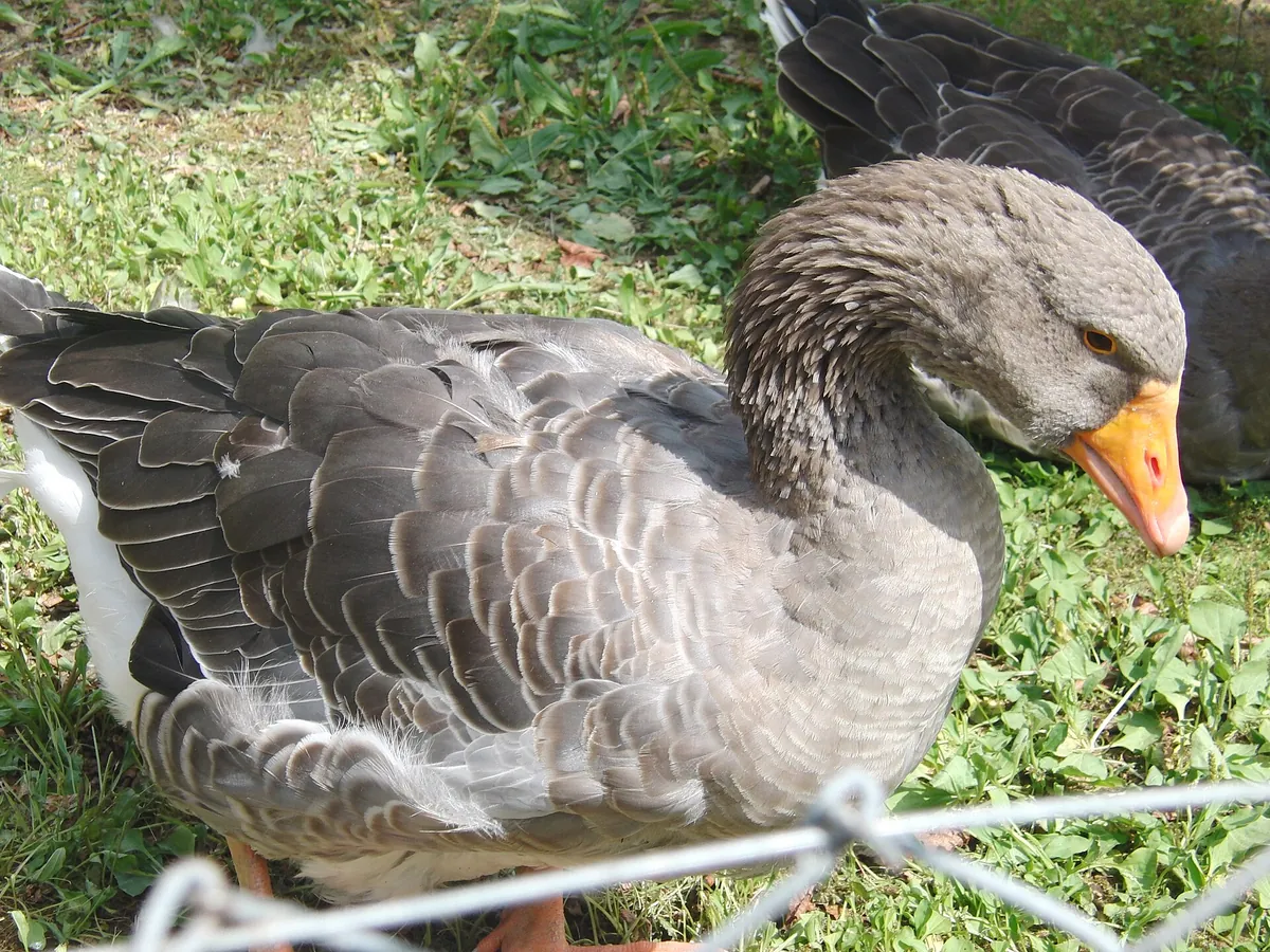 Tierpark Ueckermünde