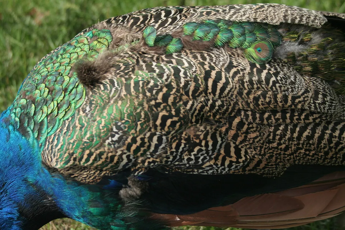 Lake Superior Zoo