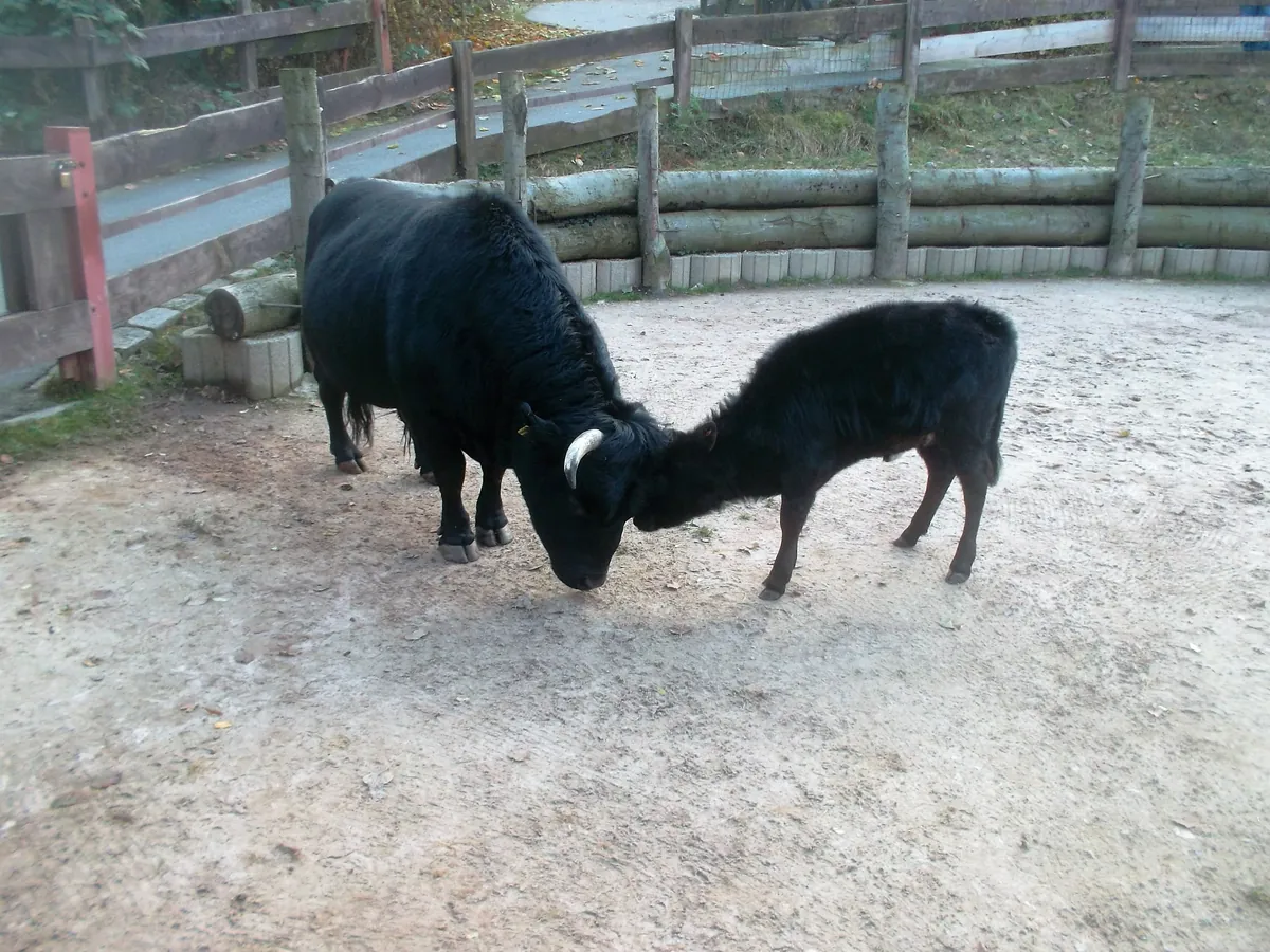 Zoo der Minis