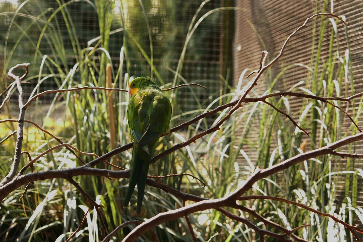 Sewerby Zoo