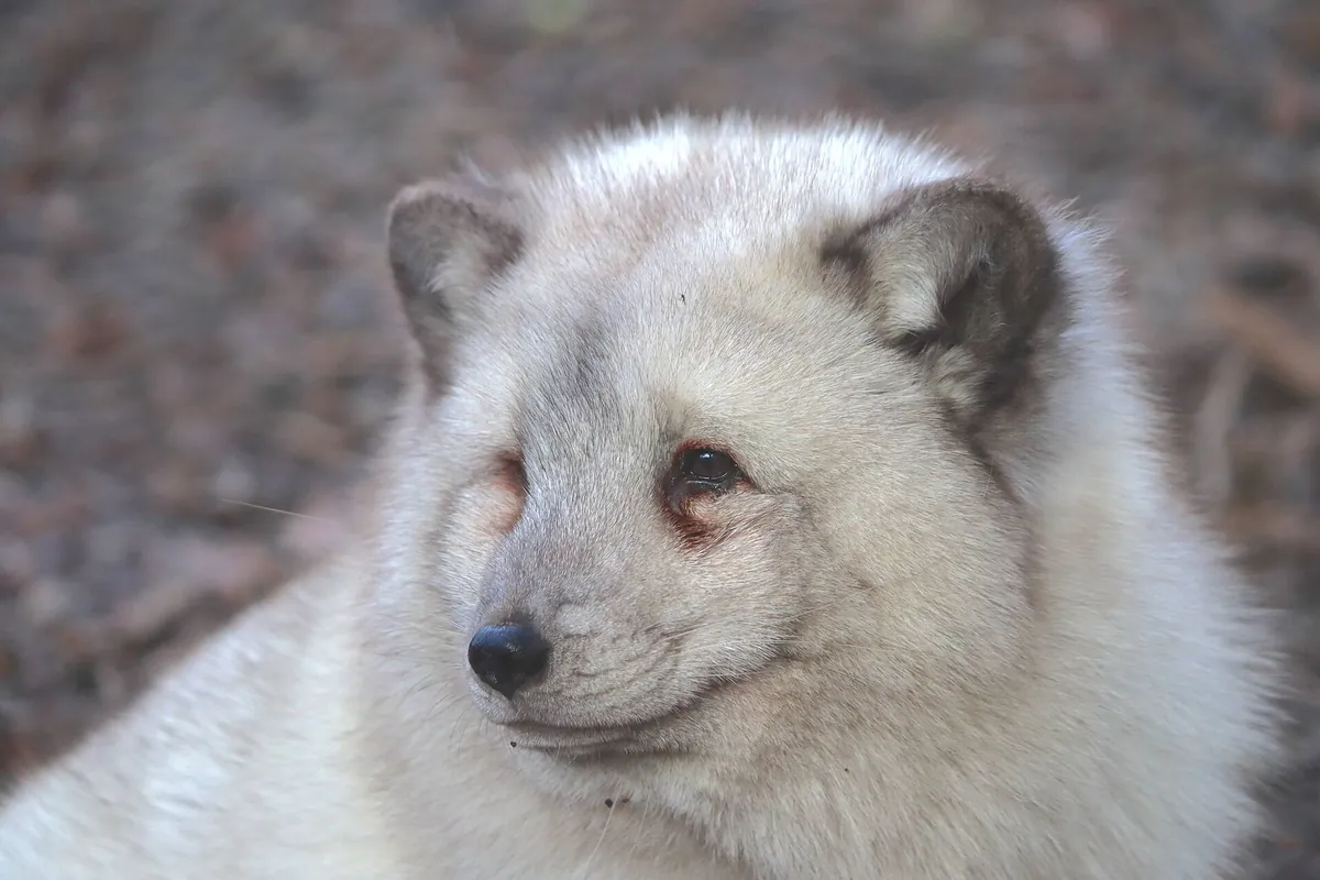 Zooparc de Trégomeur