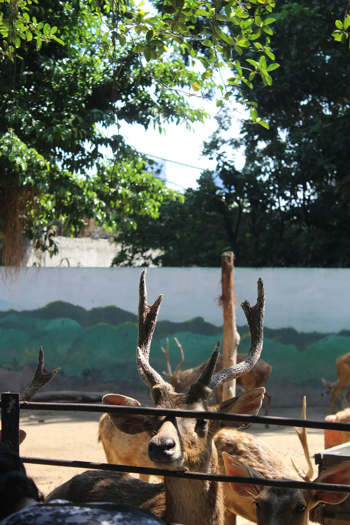 Surabaya Zoo