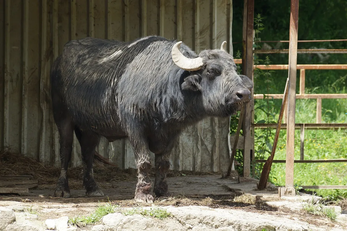 Tirana Zoo
