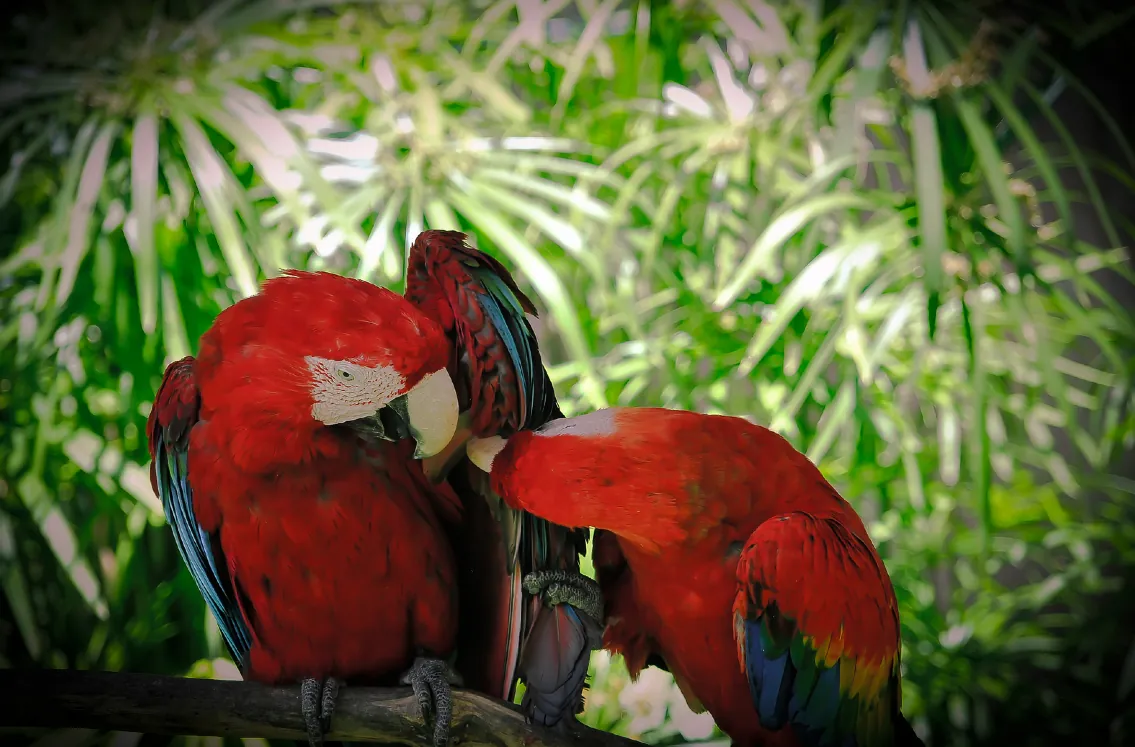 Parque Zoológico Caricuao