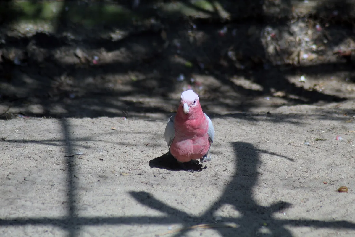 Labenne's zoo