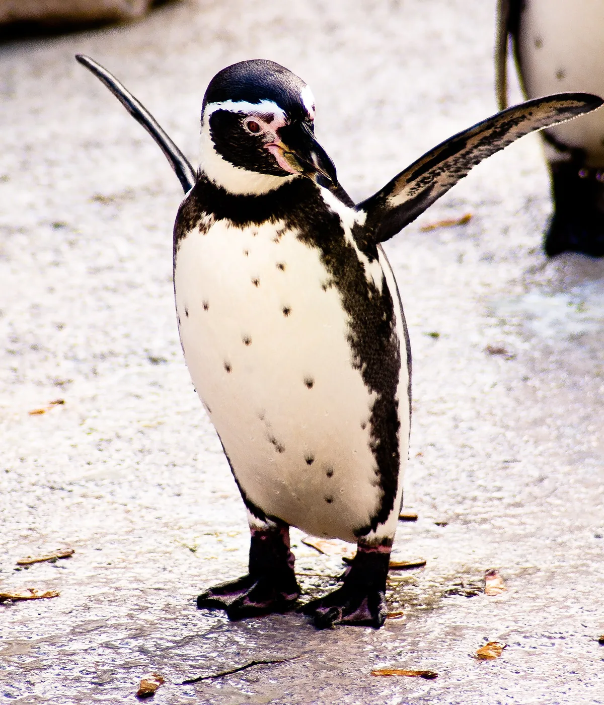 Newquay Zoo