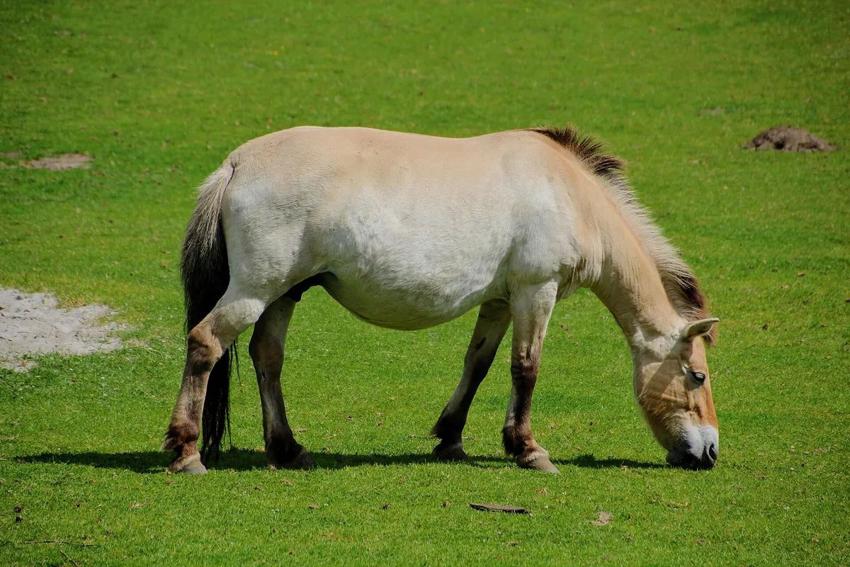 Givskud Zoo