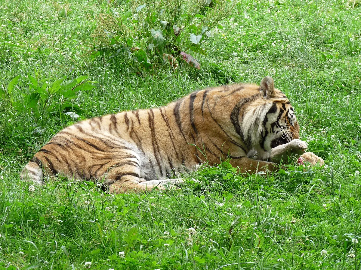 Tabor Zoo