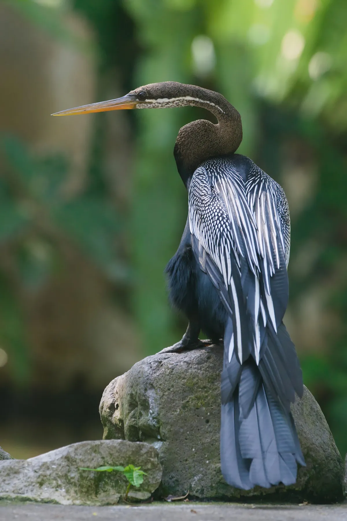 Bali Bird Park