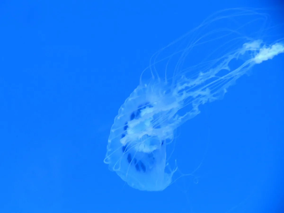 Aquarium of Veracruz