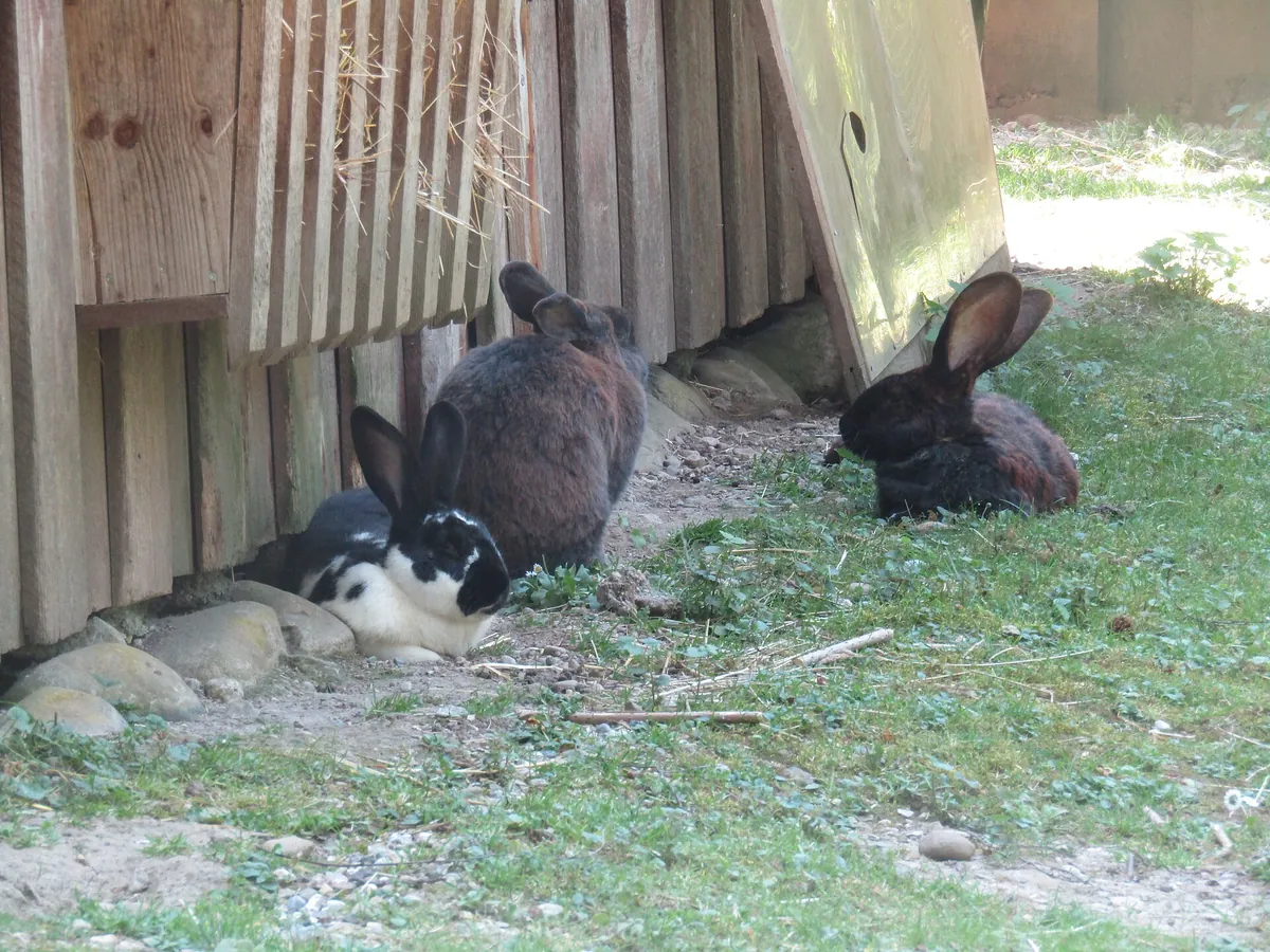 Wild- und Freizeitpark Allensbach
