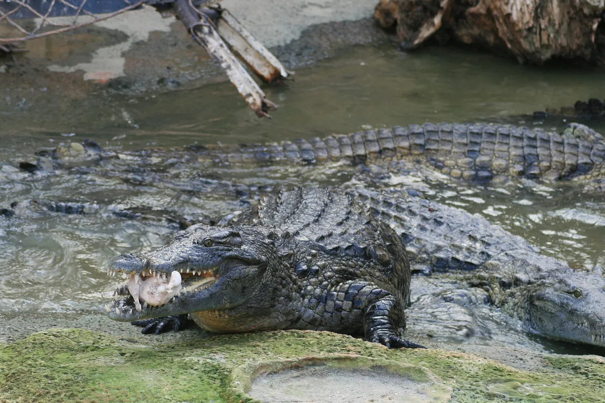 La Ferme aux crocodiles
