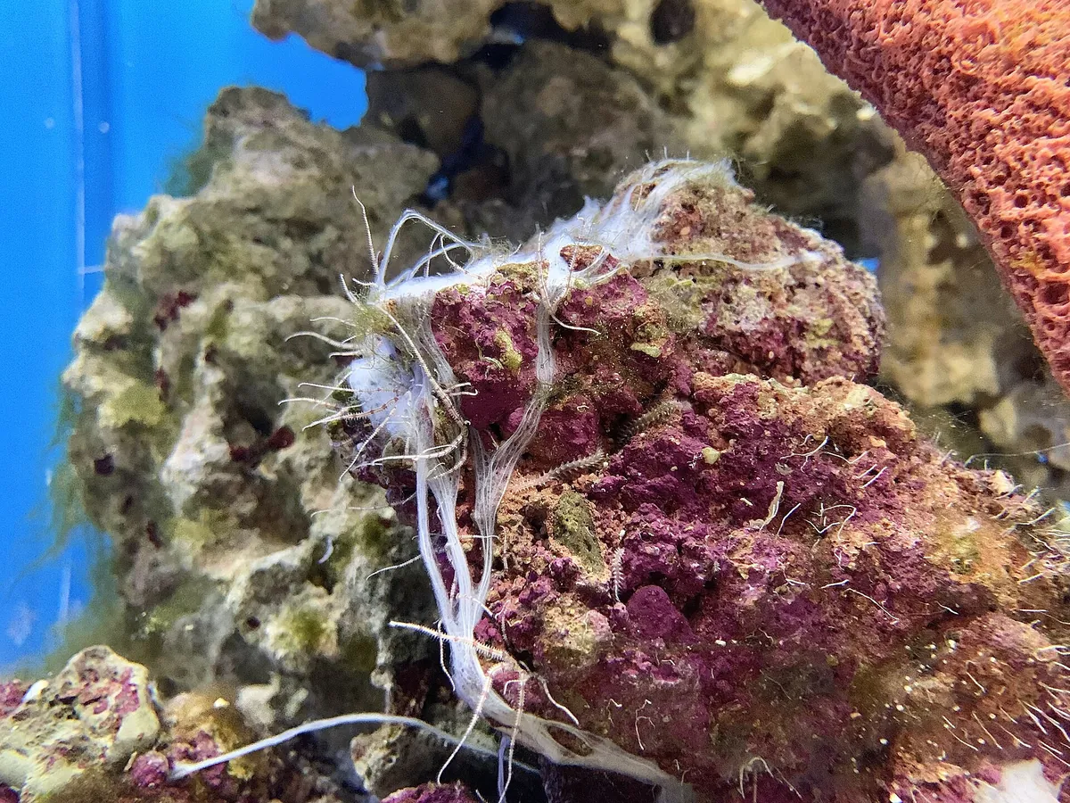 Birch Aquarium at Scripps