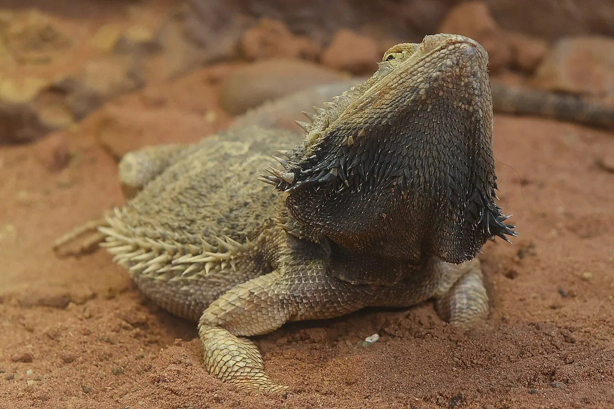 TerraZoo Rheinberg