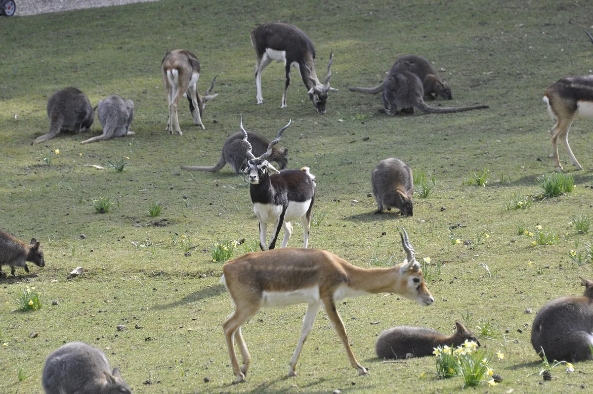 Cleres Zoological Park
