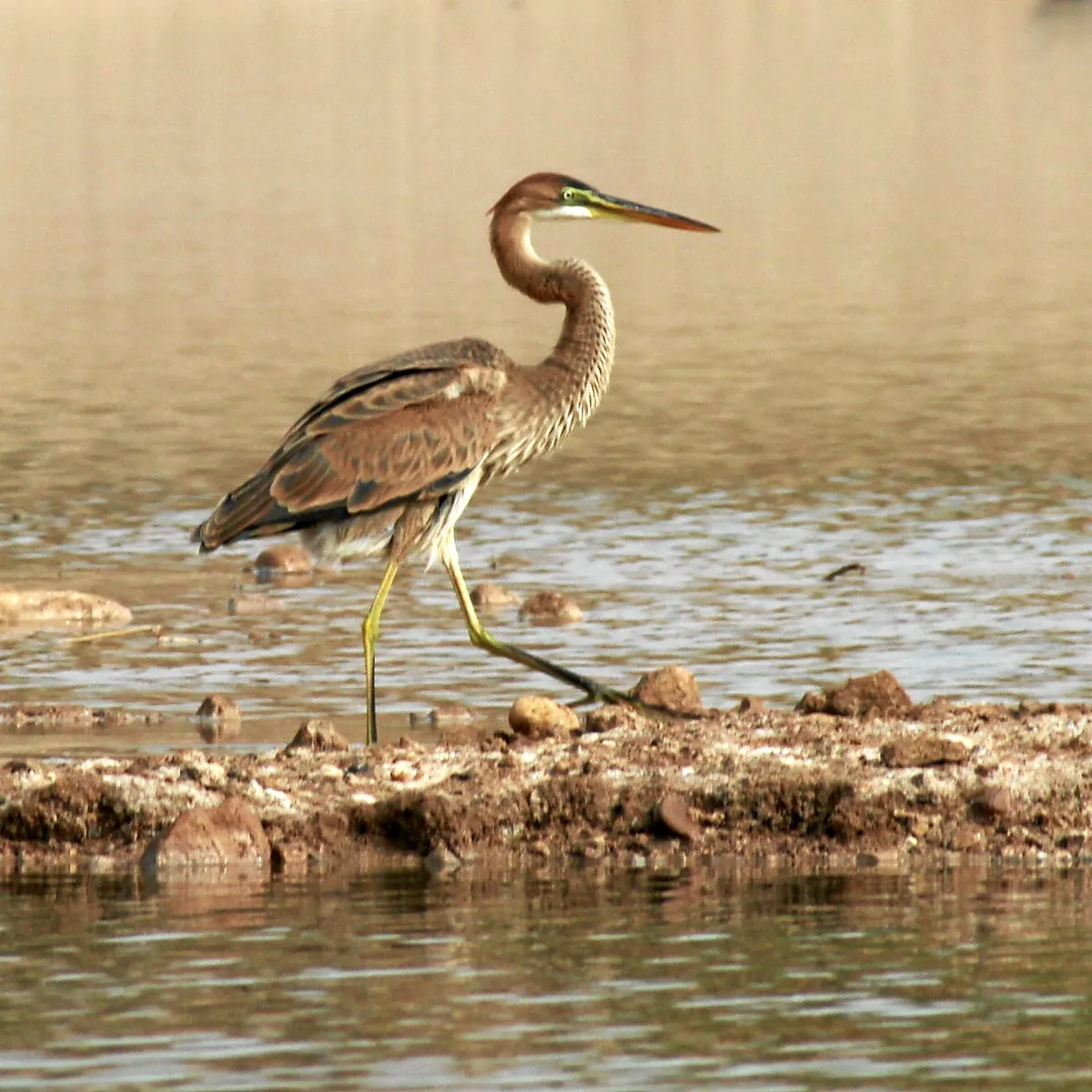 Birding center in Eilat