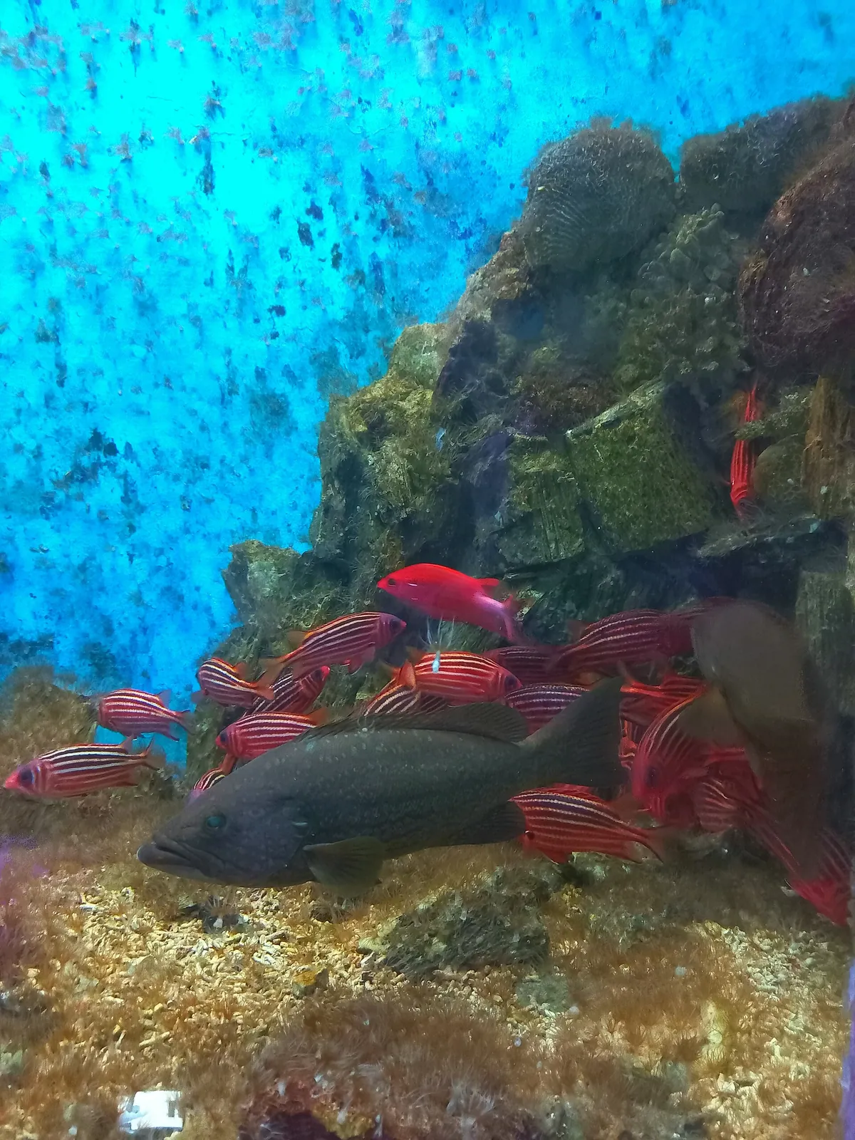 Alexandria Aquarium