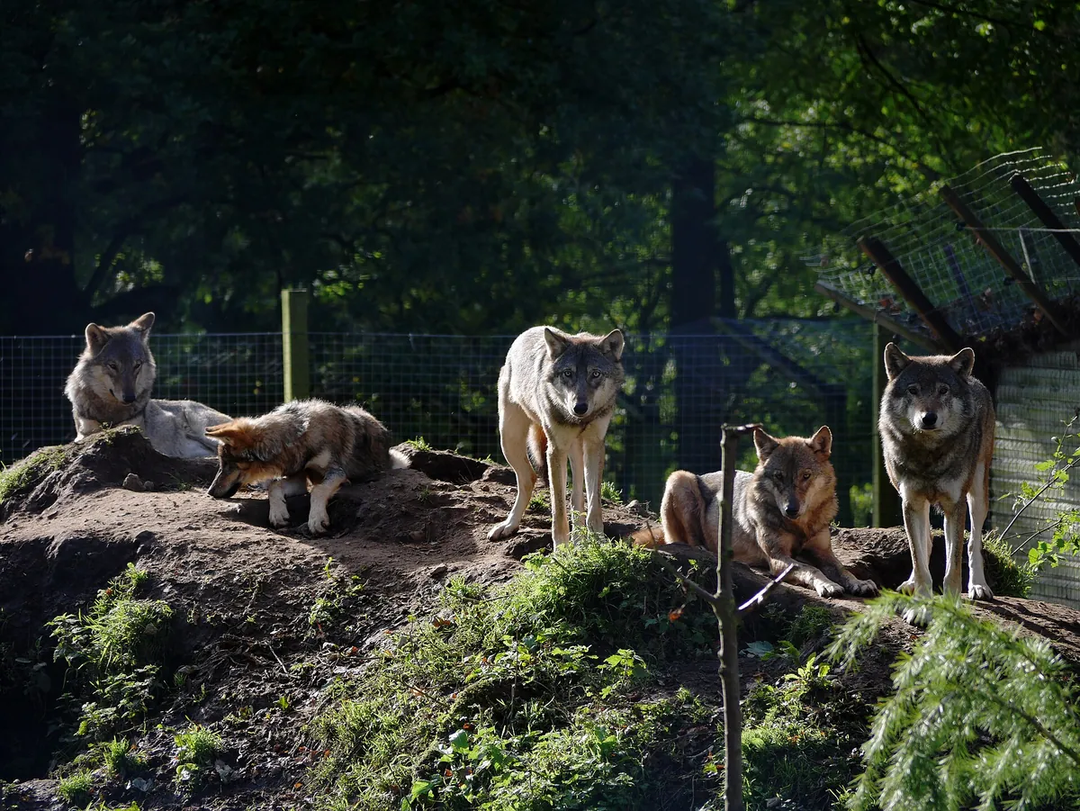 Camperdown Wildlife Centre