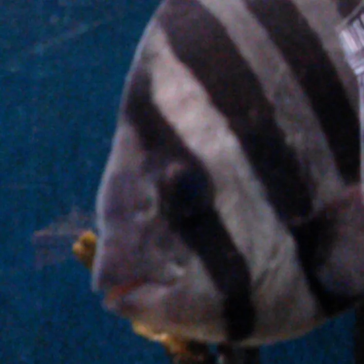 Seaside Aquarium