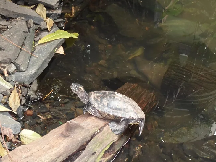 Miller Park Zoo
