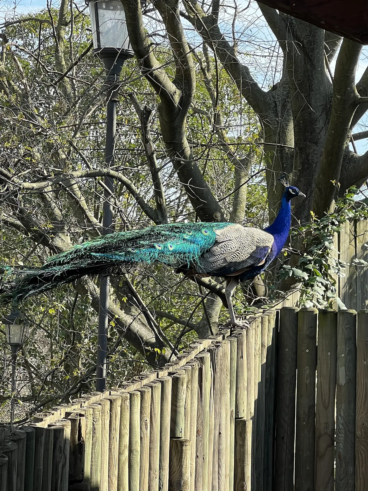 Fondazione Bioparco di Roma