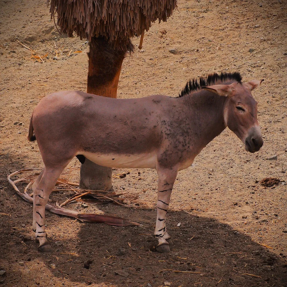 SELWO AVENTURA