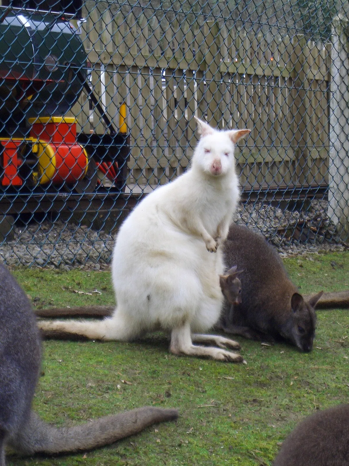 Combe Martin Wildlife and Dinosaur Park