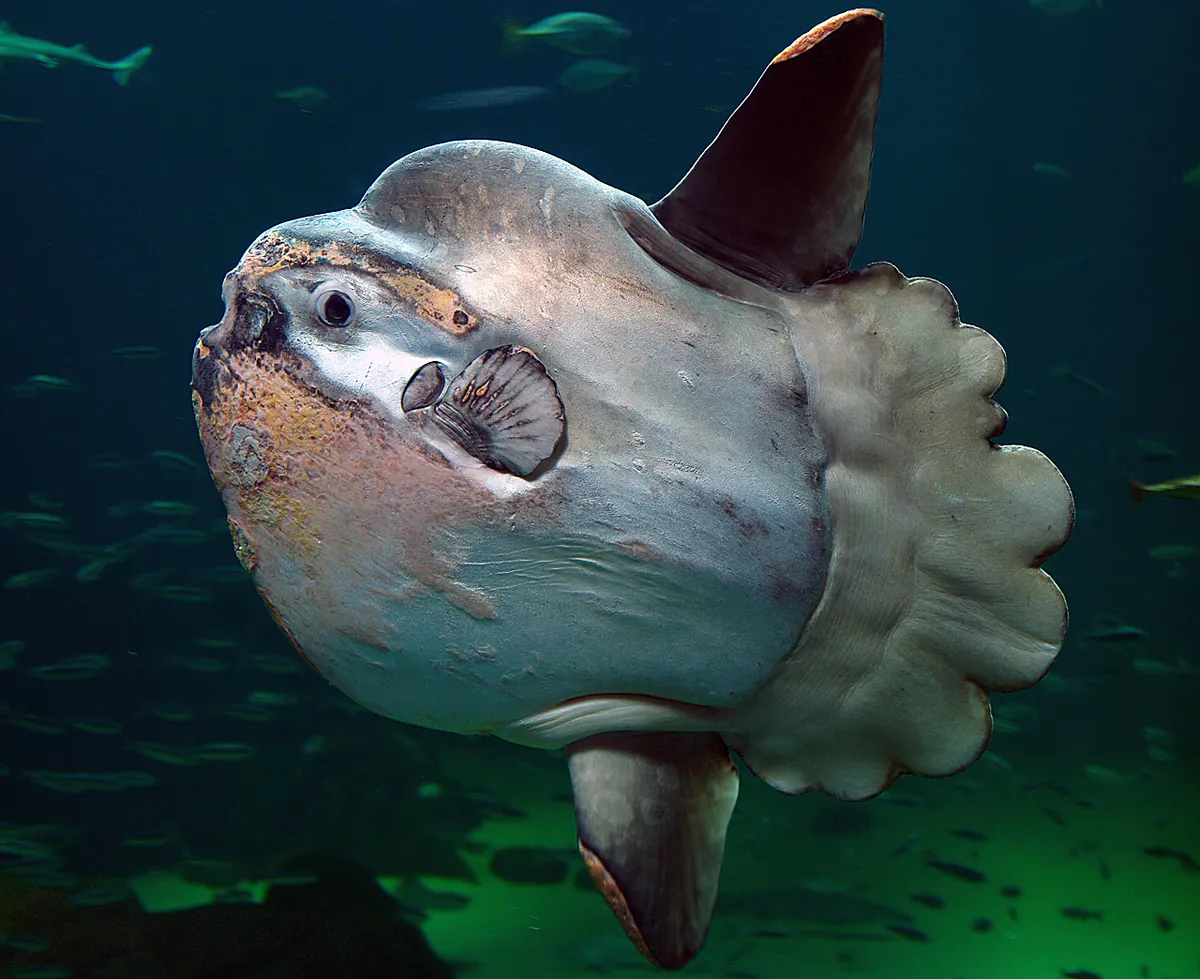 Nordsøen Oceanarium