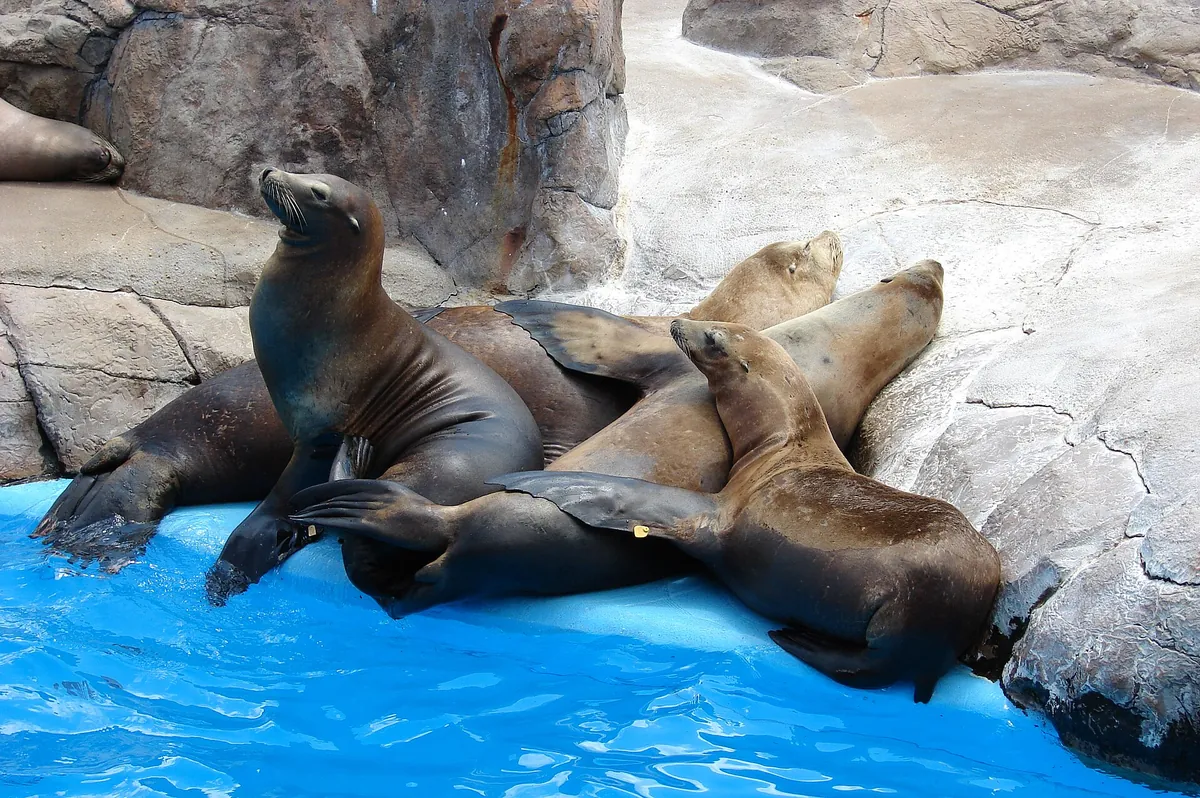 SeaWorld San Antonio