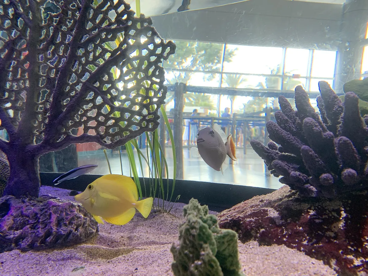 SEA LIFE Orlando Aquarium