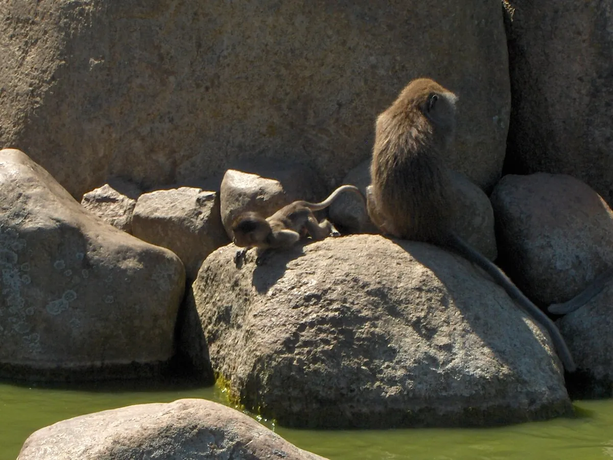 Givskud Zoo