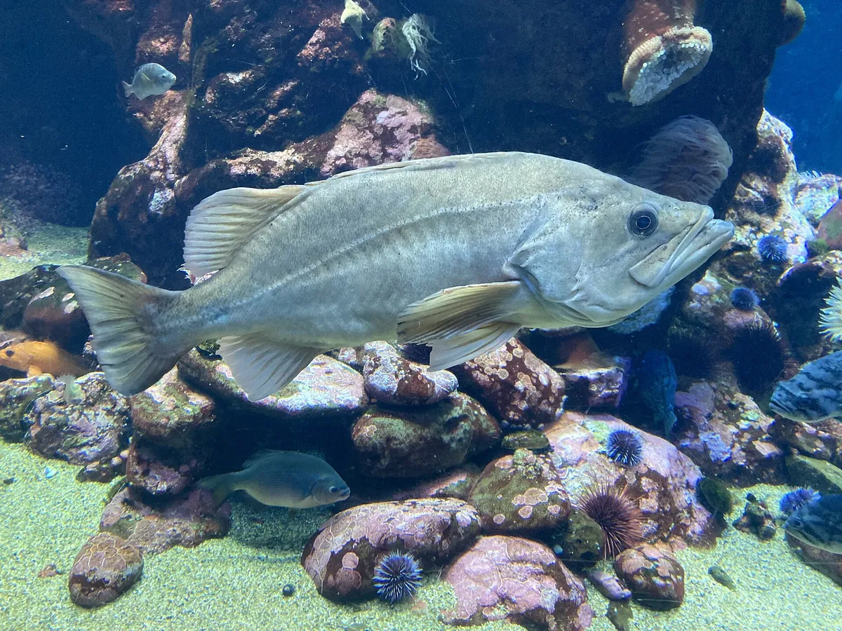 Steinhart Aquarium