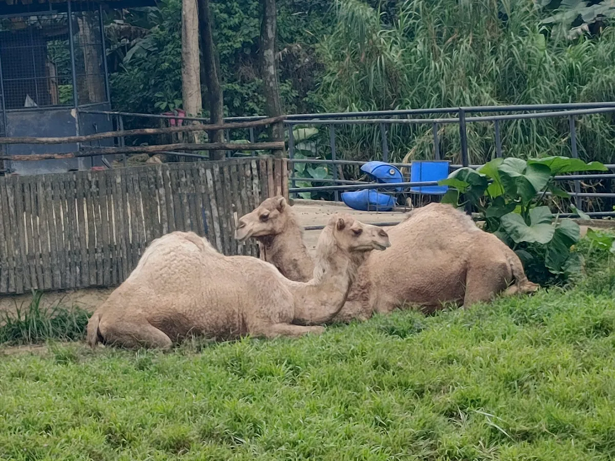 Cebu Safari and Adventure Park
