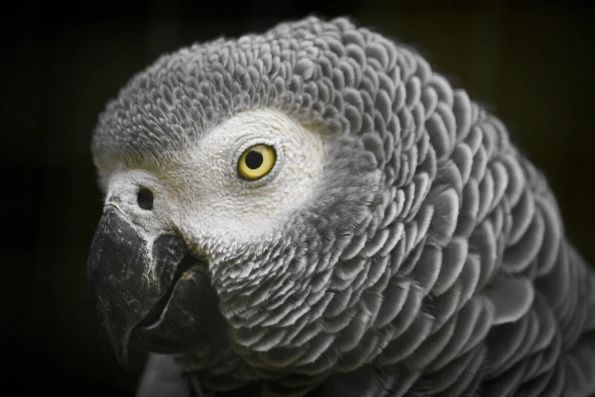 Mitchell Park Zoo