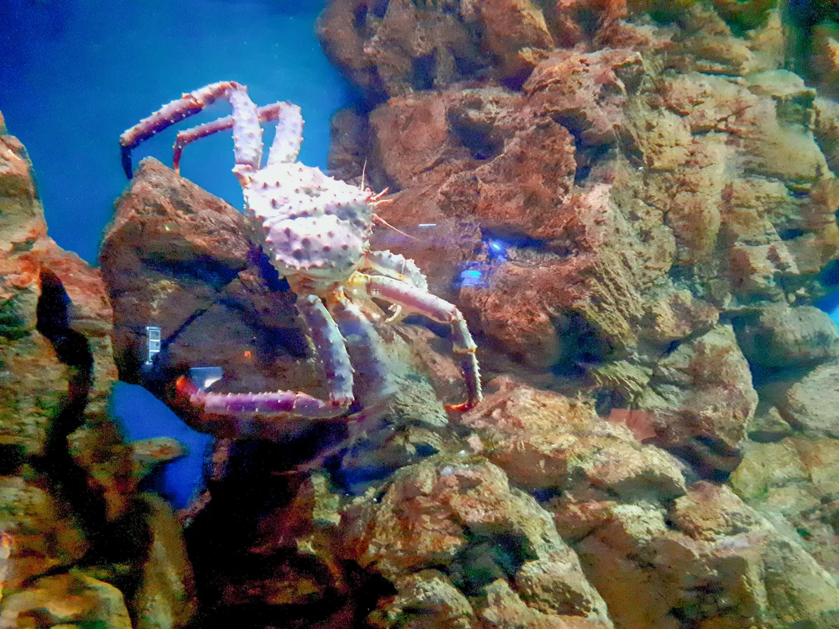 Oceanarium in Saint Petersburg