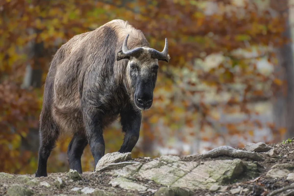 Parc animalier d'Auvergne