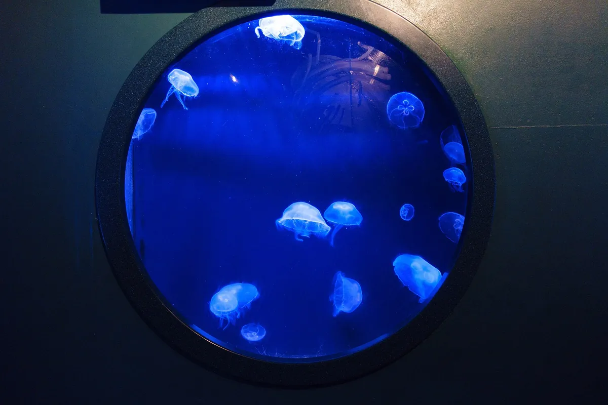 Aquarium of the Americas