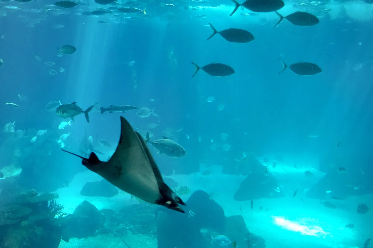 Oceanário de Lisboa