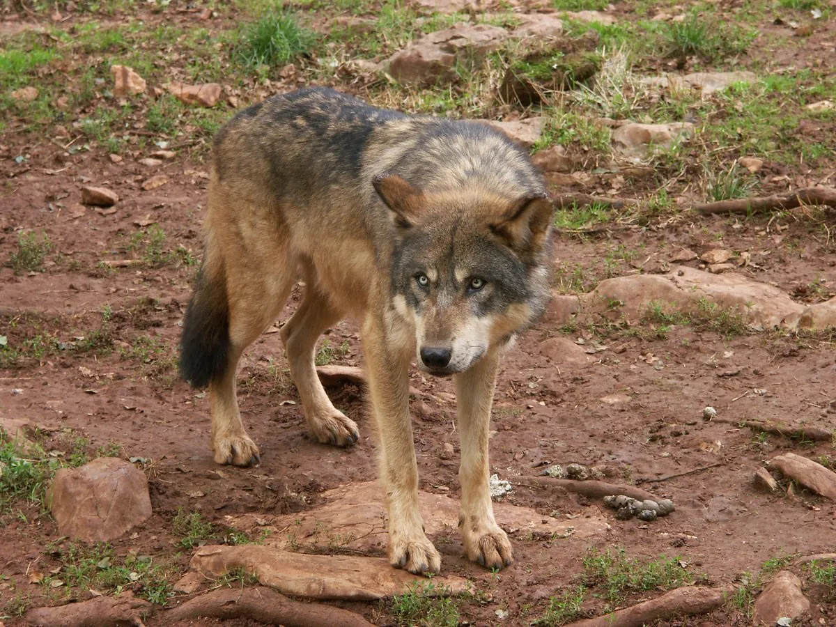 Parc animalier de Gramat