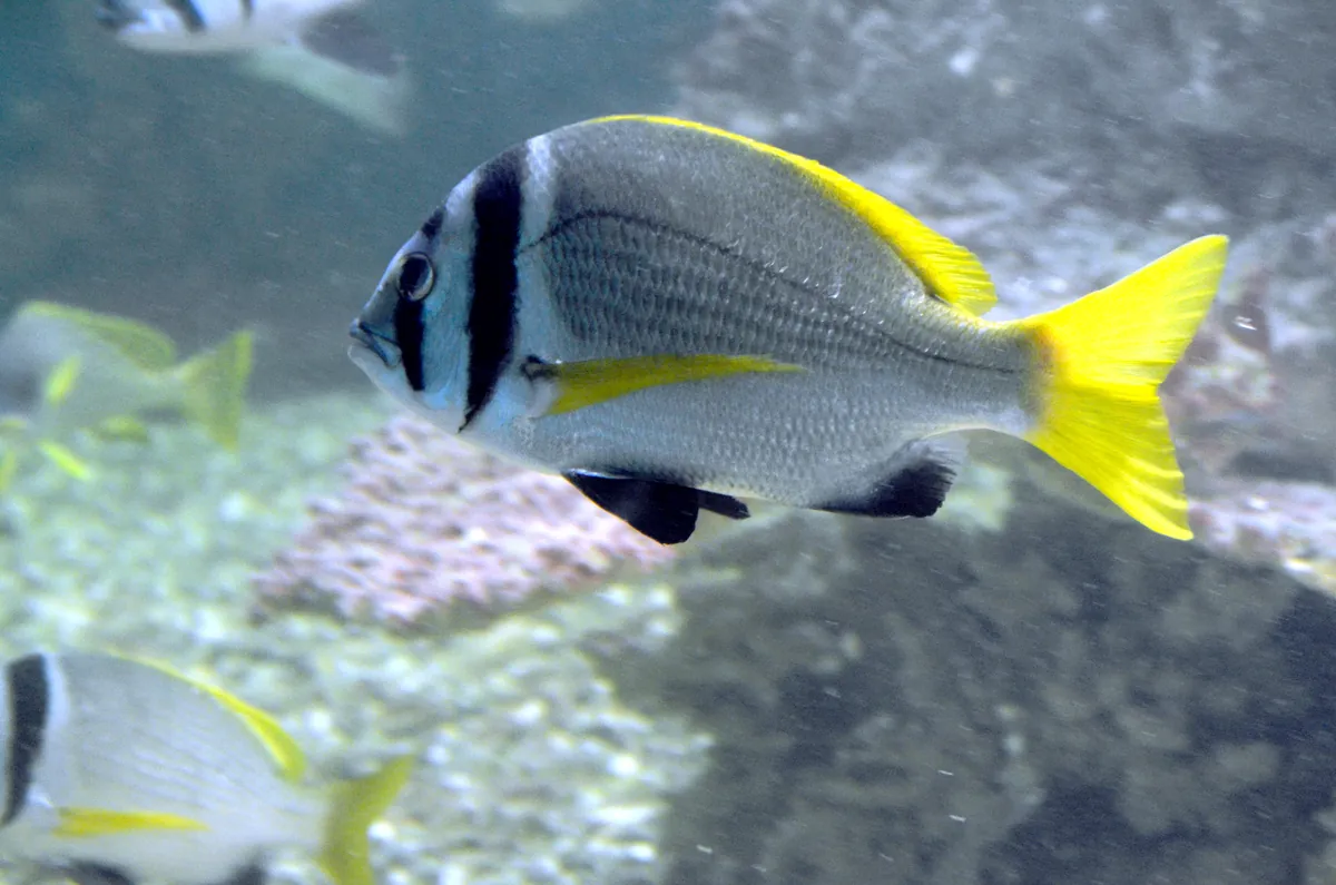Red Sea Aquarium
