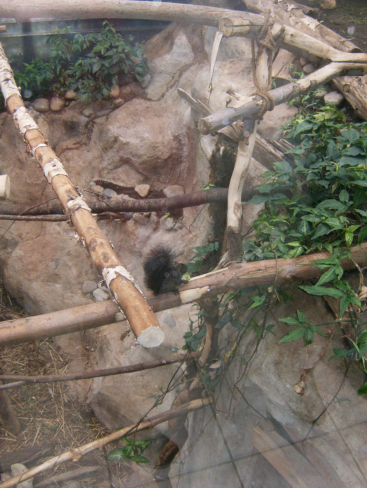 Papiliorama