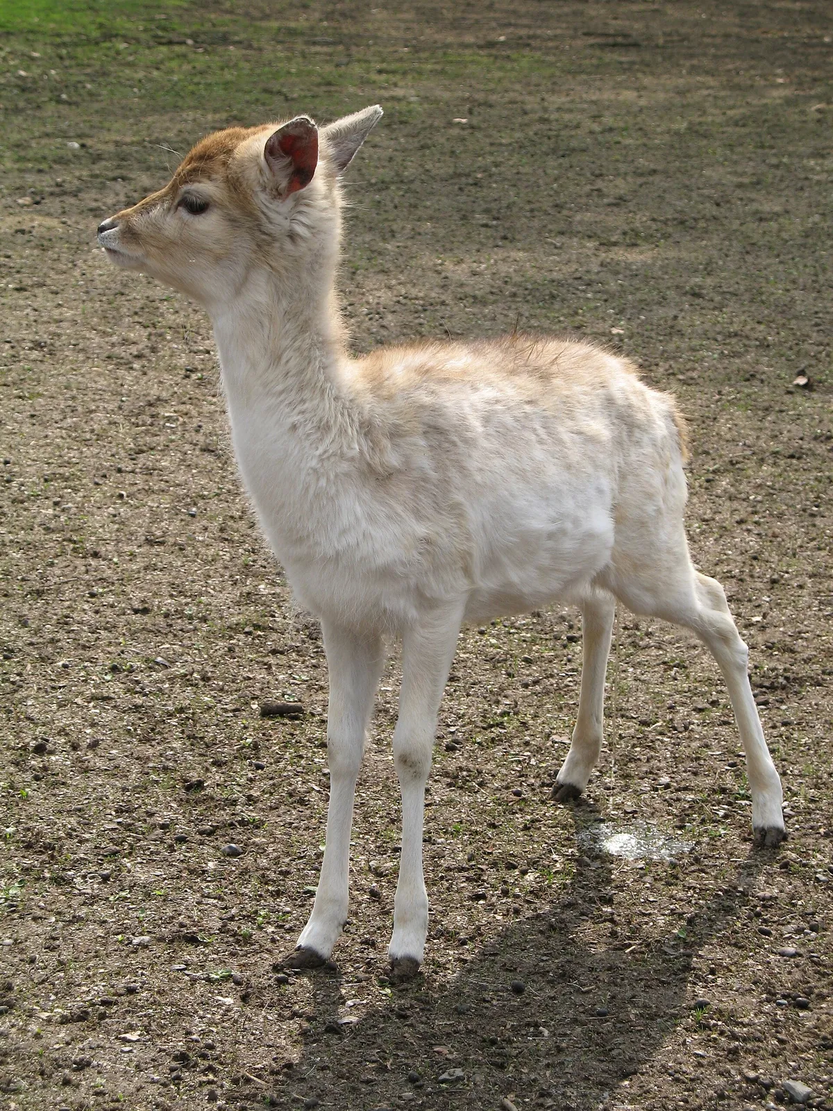 Wildpark Tannenbusch
