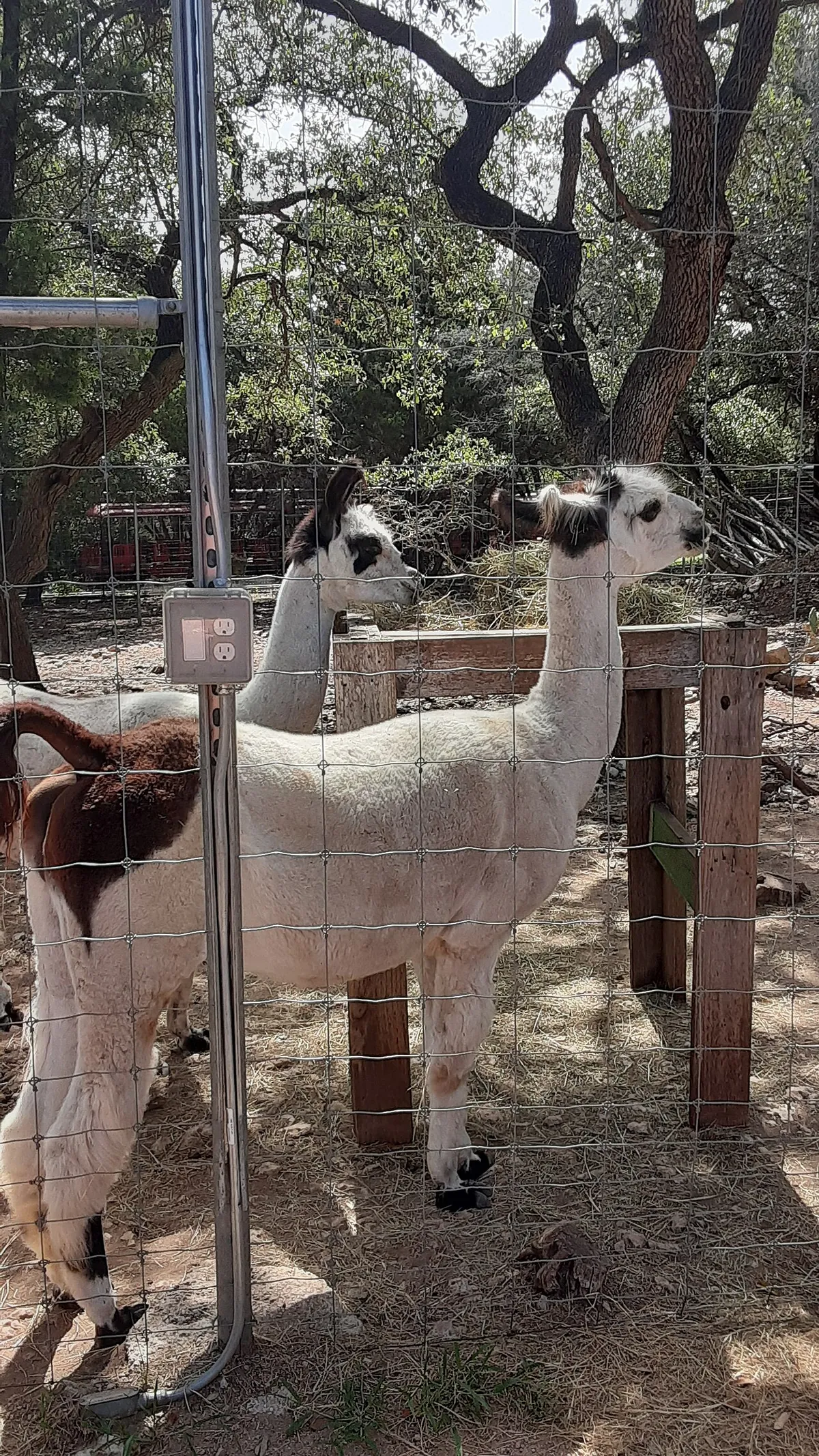 Austin Zoo