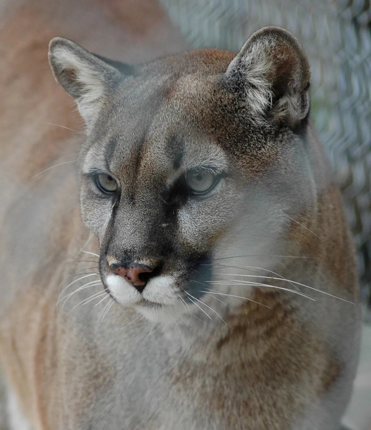 Austin Zoo