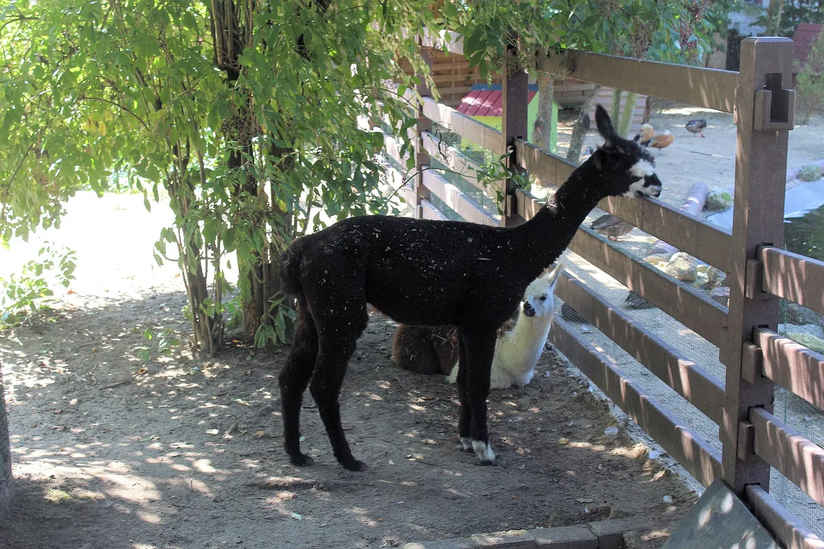 Tierpark Bad Kösen