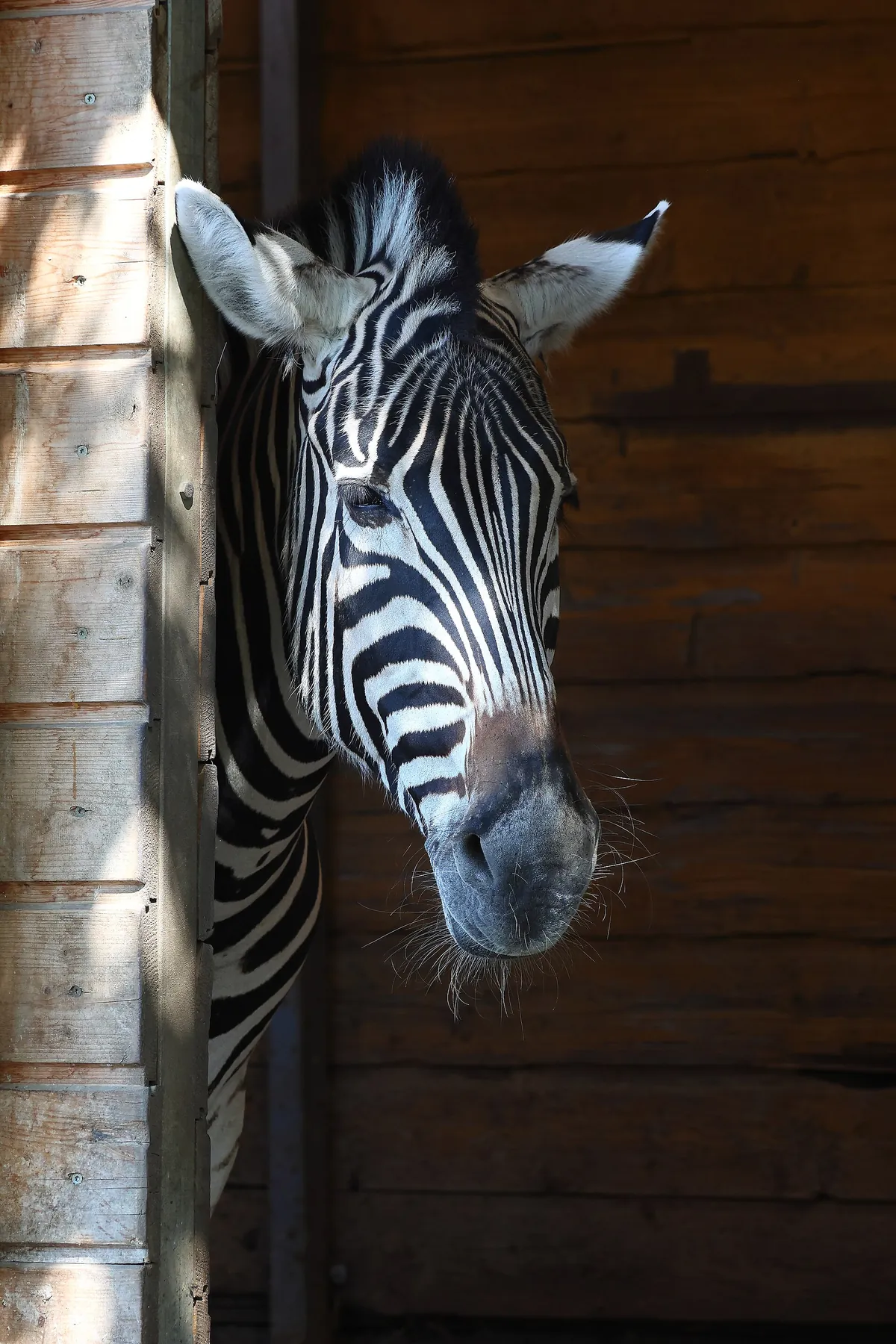 Zoo Linz
