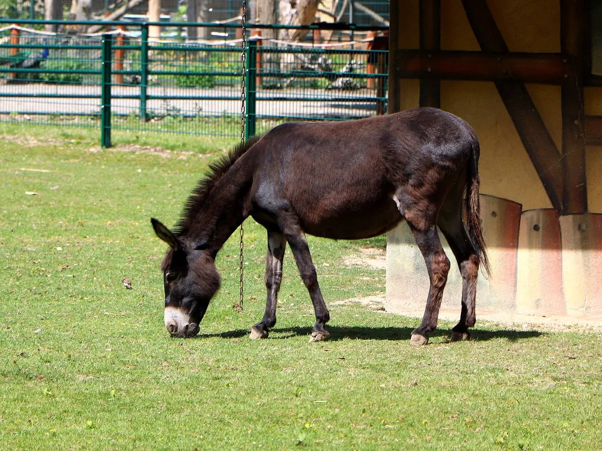 Tierpark Eilenburg